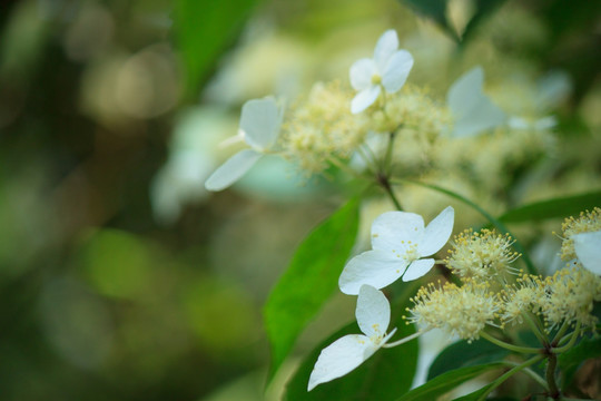 荼蘼花