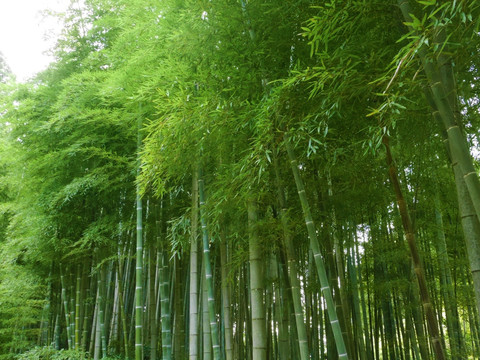京都伏见稻荷山竹林