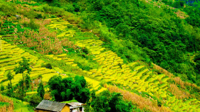 山地 稻田 梯田