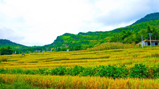 稻谷 山村