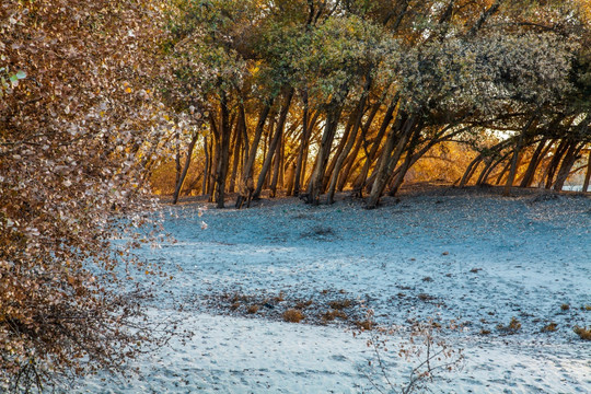 新疆沙枣树林深秋季节