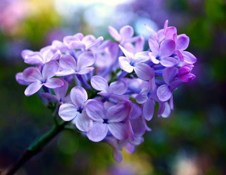一束紫色紫丁香花