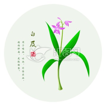 手繪白及 白及花葉