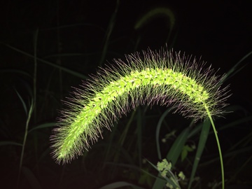 狗尾巴草