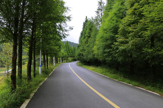 上山的公路 树林