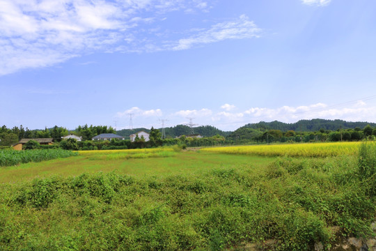 乡村 田野