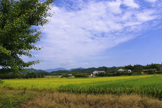 水稻 风景