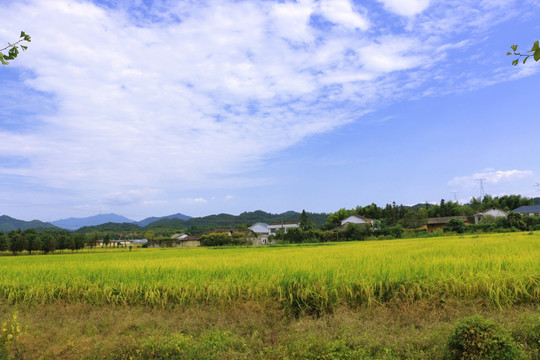 豐收 秋天 田園風光
