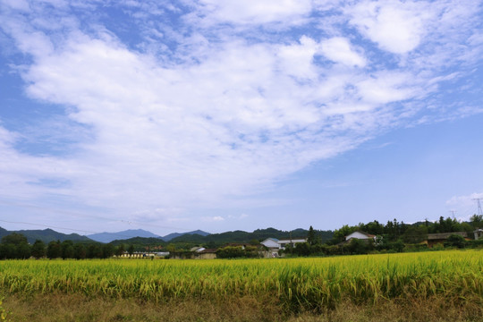 乡村 田野