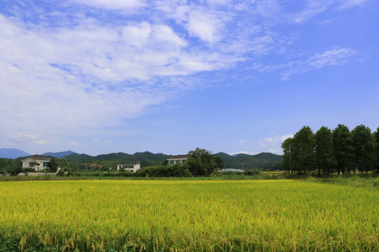 田园风光 郊外