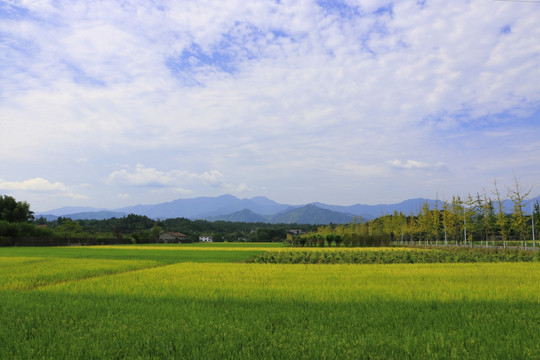 稻田 山村风光