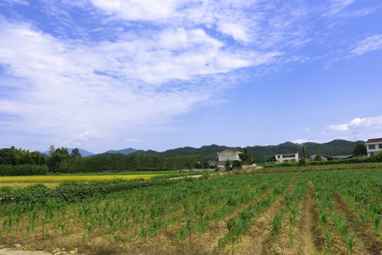 田园风光 玉米地