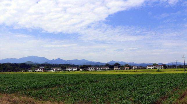 玉米地 田园风光