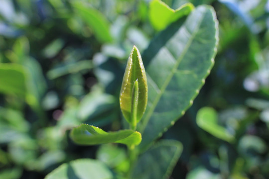 茶 种植 茶园 茶叶