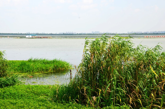 阳澄湖大闸蟹养殖基地