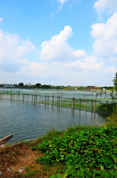 阳澄湖大闸蟹养殖基地