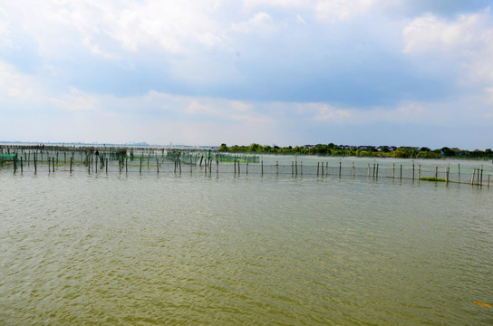 阳澄湖大闸蟹养殖基地