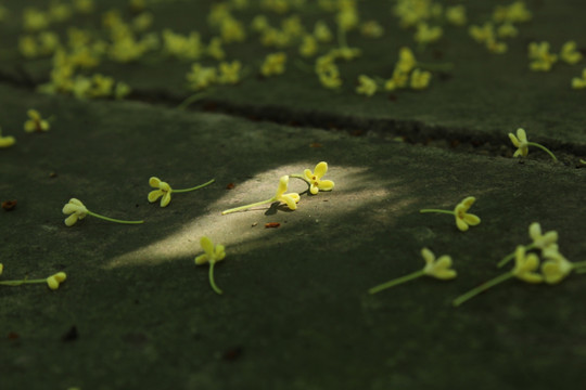 地面上的桂花