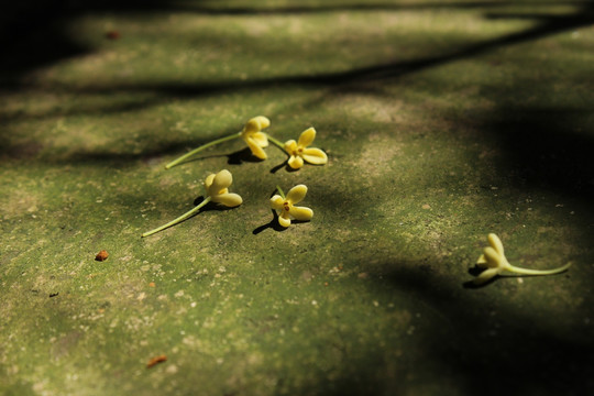 青石上的桂花