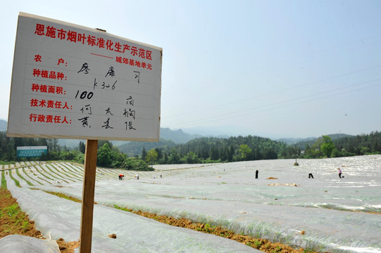 烟叶烟田育苗覆膜