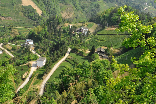 茶园风景