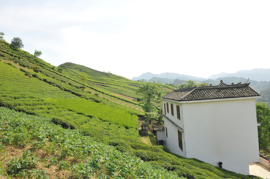 茶园风景