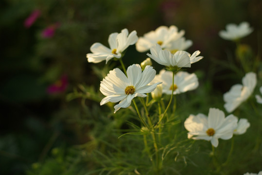 白色格桑花