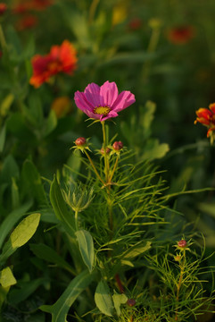 红色格桑花