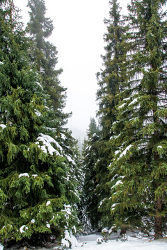 冬季雪松林