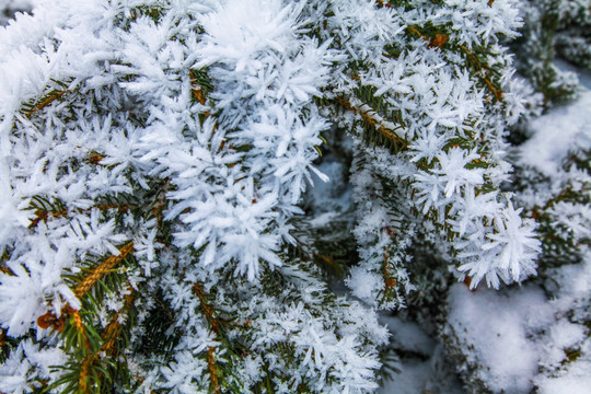 冬季雪松林