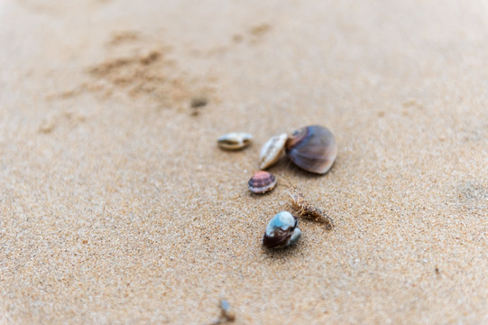 沙滩 海虾 贝壳