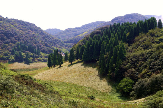 松树 松林 森林 高山森林