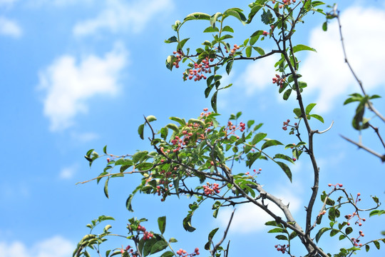 红花椒 花椒树