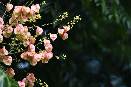 花果满枝头