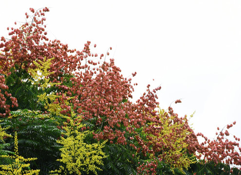 花果满枝头