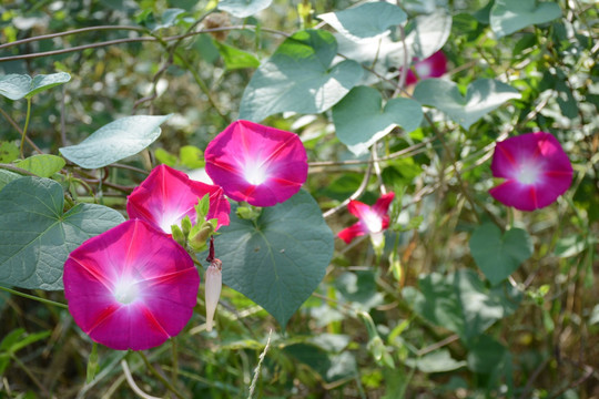 牵牛花