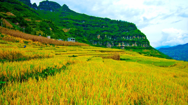 稻田 山岭 谷穗