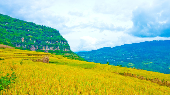 稻田 山岭 稻穗