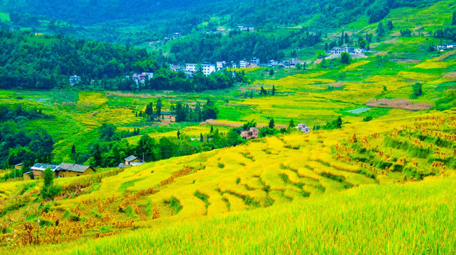 梯田 稻田 稻谷  山村