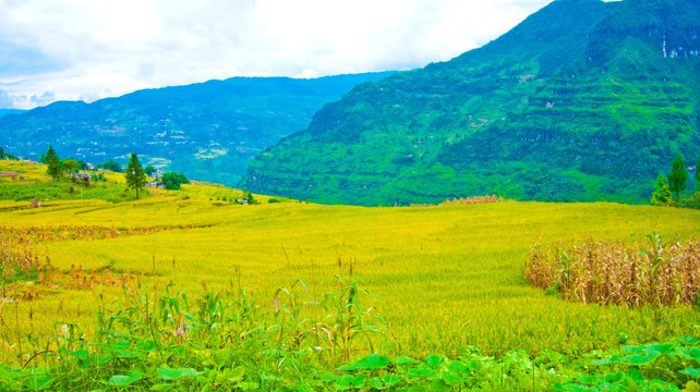 稻田 山地 山岭