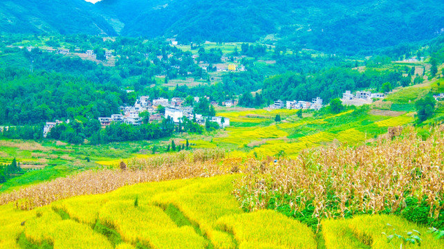 梯田山村 稻田