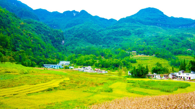 稻田 山村 青山 山岭