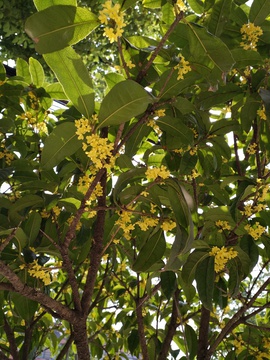 桂花树