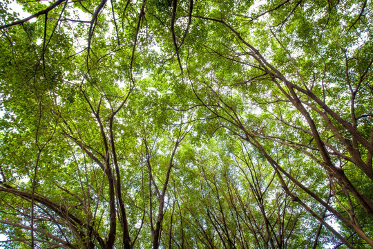 茂密的榕树枝