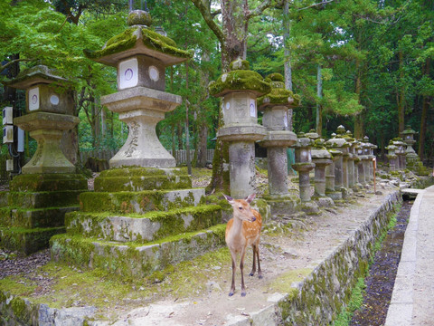 日本奈良神鹿公园春日大厦