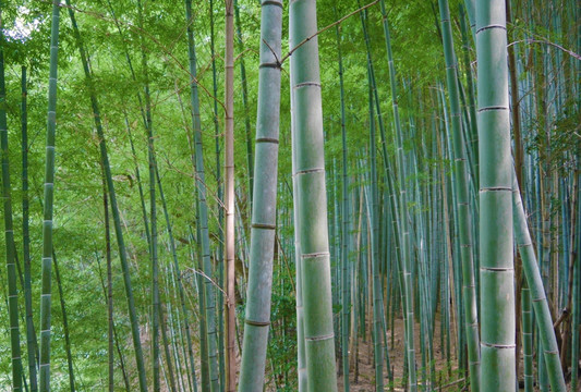 日本京都嵯峨野竹林