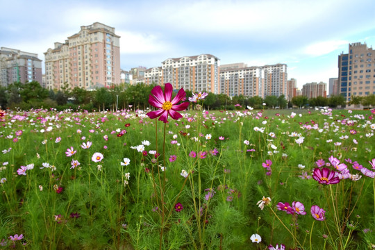 新城花海