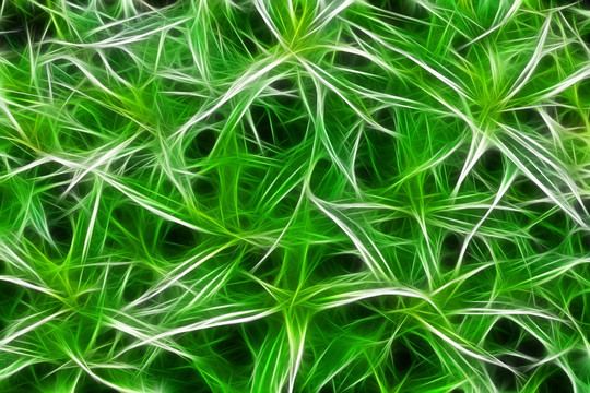 電腦畫 植物
