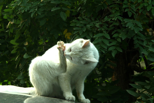 添脚的猫