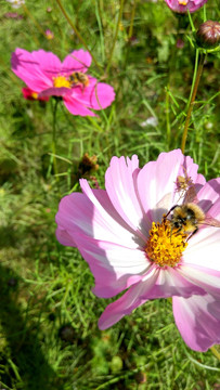 蜜蜂采花